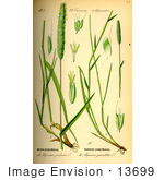 #13699 Picture Of Meadow Foxtail (Alopecurus Pratensis)