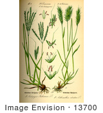 #13700 Picture Of Vanilla Grass (Anthoxanthum Odoratum)