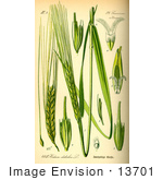 #13701 Picture Of Perennial Grasses (Hordeum Distichon)