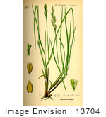 #13704 Picture Of Danthonia Decumbens Grasses