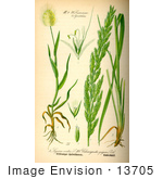 #13705 Picture Of Lagurus Ovatus Grasses