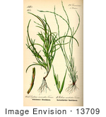 #13709 Picture Of Grasses (Psilurus Incurvus)
