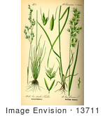 #13711 Picture Of Hair Grasses (Aira Flavescens)