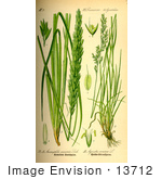 #13712 Picture Of Marram Grass Beach Grass (Ammophila Arenaria)