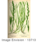 #13713 Picture Of Perennial Ryegrass (Lolium Perenne)