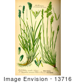 #13716 Picture Of Sesleria Albicans Grasses