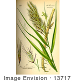 #13717 Picture Of Common Reed (Phragmites Australis)
