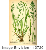 #13720 Picture Of Rough Meadow-Grass (Poa Trivialis)