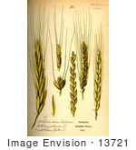 #13721 Picture Of Spelt Wheat (Triticum Spelta)