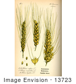 #13723 Picture Of Common Wheat (Triticum Aestivum)