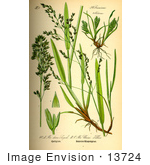 #13724 Picture Of Grasses (Poa Dura)