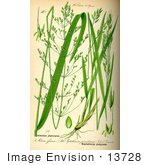 #13728 Picture Of Piptatherum Paradoxum Grasses