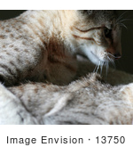 #13750 Picture Of A Male Kitten After Biting A Female’S Neck Trying To Mate Or Play