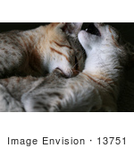 #13751 Picture Of A Male Kitten Biting A Female’S Neck