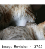 #13752 Picture Of A Male Kitten Biting A Female’S Neck Trying To Mate Or Play