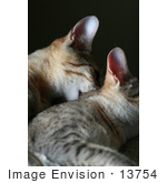 #13754 Picture Of A Male Kitten Biting A Female’S Neck Trying To Mate Or Play