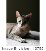 #13755 Picture Of A 5 Month Old Male F4 Savannah Kitten