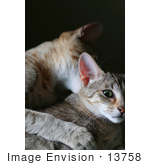 #13758 Picture Of A Male Kitten Biting A Female’S Neck Trying To Mate Or Play