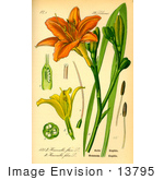 #13795 Picture Of Orange Daylily Tawny Daylily Tiger Lily Ditch Lily (Hemerocallis Fulva)