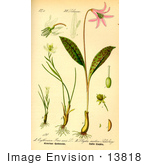 #13818 Picture Of Mountain Spiderwort Snowdon Lily Common Alplily (Lloydia Serotina)