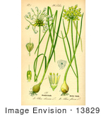 #13829 Picture Of Field Garlic (Allium Oleraceum)