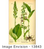 #13843 Picture Of European Common Twayblade Orchid Flowers (Listera Ovata)