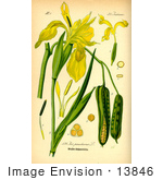 #13846 Picture Of Yellow Flag Iris (Iris Pseudacorus)