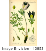 #13853 Picture Of A Common Pasque Flower (Pulsatilla Vulgaris)