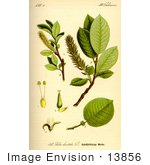 #13856 Picture Of Wehrhahnii Willow (Salix Hastata)