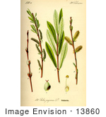 #13860 Picture Of Purple Willow Purple Osier (Salix Purpurea)