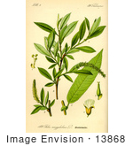 #13868 Picture Of Willow (Salix Triandra)