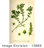 #13869 Picture Of Sea Sandwort (Honckenya Peploides)