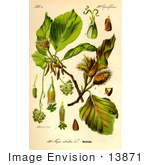 #13871 Picture Of European Beech Common Beech (Fagus Sylvatica)
