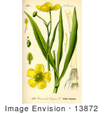 #13872 Picture Of Greater Spearwort (Ranunculus Lingua)