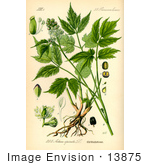 #13875 Picture Of Baneberry Eurasian Baneberry Herb Christopher (Actaea Spicata)
