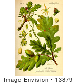 #13879 Picture Of Quercus Pedunculata Oak Parts