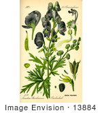 #13884 Picture Of Common Monkshood (Aconitum Napellus)