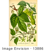 #13886 Picture Of Common Hop (Humulus Lupulus)