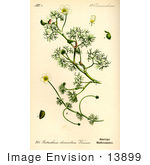 #13899 Picture Of Fan Leaved Water Crowfoot (Ranunculus Circinatus)