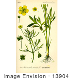 #13904 Picture Of Corn Buttercup (Ranunculus Arvensis)