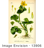 #13906 Picture Of Kingcup Or Marsh Marigold (Caltha Palustris)