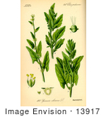 #13917 Picture Of Spinach (Spinacia Oleracea)