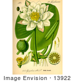 #13922 Picture Of European White Waterlily White Lotus (Nymphaea Alba)