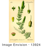 #13924 Picture Of Common Hornwort Coontail (Ceratophyllum Demersum)