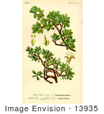 #13935 Picture Of Salix Serpyllifolia Willow