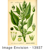 #13937 Picture Of Red Root Amaranth Redroot Pigweed Common Amaranth (Amaranthus Retroflexus)