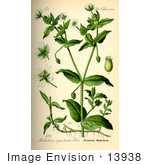 #13938 Picture Of Water Chickweed (Stellaria Aquatica)