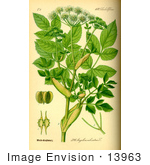 #13963 Picture Of Angelica Silvestris