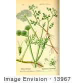 #13967 Picture Of Tubular Water-Dropwort (Oenanthe Fistulosa)