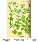 #13969 Picture Of Parsley (Petroselinum Crispum)